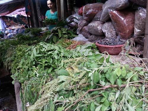 Cây dại ở quê lên phố thành thuốc trị bệnh - 3