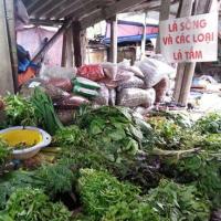 Thị trường - Tiêu dùng - Cây dại ở quê lên phố thành thuốc trị bệnh