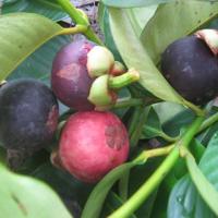 Ẩm thực - Mùa măng cụt quê nội và ký ức tuổi thơ