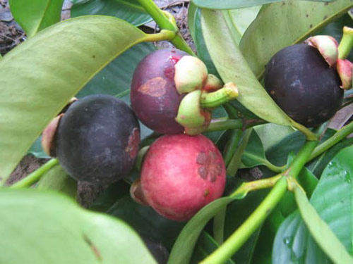 Mùa măng cụt quê nội và ký ức tuổi thơ - 1