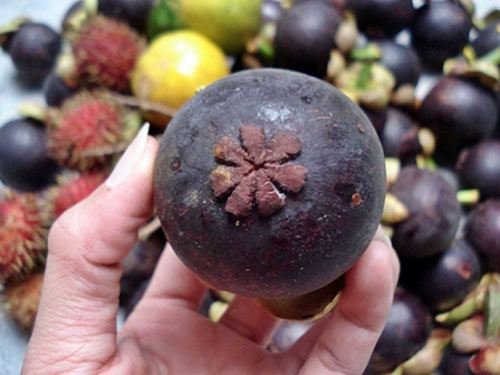 Mùa măng cụt quê nội và ký ức tuổi thơ - 5