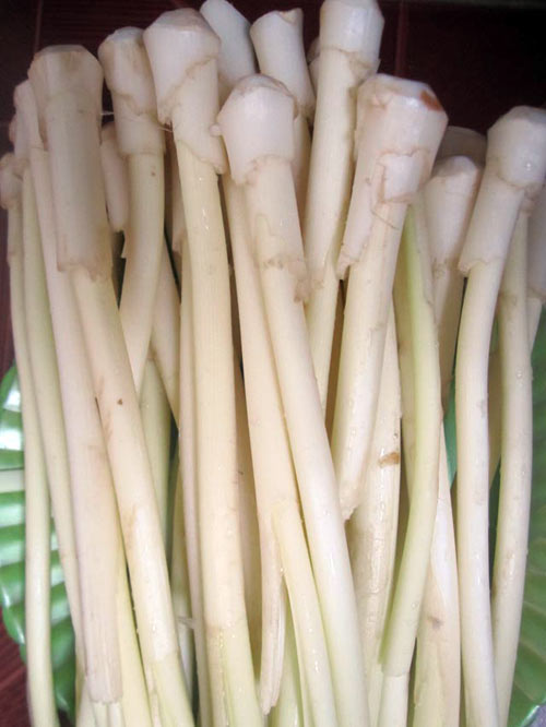 Bông bồn bồn rụng trắng - 2