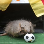 Ảnh đẹp: Tutu trổ tài dự đoán World Cup