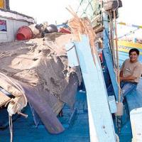 Tin tức trong ngày - Đại gia đình 4 đời bám biển Hoàng Sa