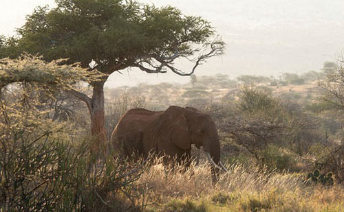 Ngủ dưới trời sao ở Kenya - 8