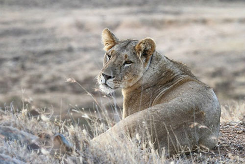 Ngủ dưới trời sao ở Kenya - 9