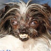 Tin tức trong ngày - Ngắm chú chó xấu nhất thế giới năm 2014