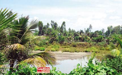Dân đua nhau xới ruộng vì ảo vọng "kho báu vàng lá" - 2