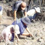 Tin tức trong ngày - Dân đua nhau xới ruộng vì ảo vọng &quot;kho báu vàng lá&quot;
