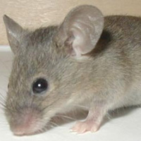 Sức khỏe đời sống - Đang ngủ, trẻ 15 tháng bị chuột cắn sưng bàn tay