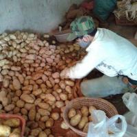 Thị trường - Tiêu dùng - Tiểu thương kể chuyện biến khoai tây TQ thành Đà Lạt