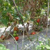 Thị trường - Tiêu dùng - 500 đồng/kg cà chua, nông dân hái cho bò ăn