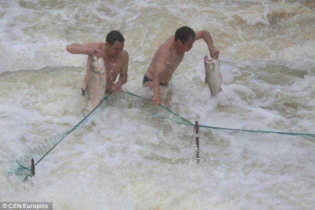 TQ: Dân mạo hiểm mạng sống bắt cá trong nước lũ - 4