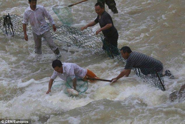 TQ: Dân mạo hiểm mạng sống bắt cá trong nước lũ - 9