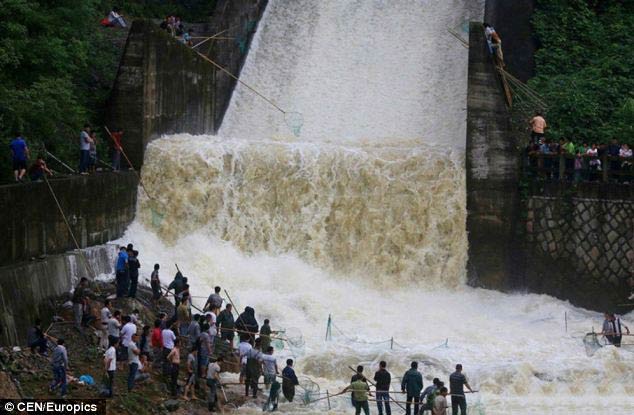TQ: Dân mạo hiểm mạng sống bắt cá trong nước lũ - 10