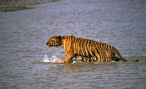 Ấn Độ: Hổ vọt lên thuyền, cắn người tha xuống nước - 1