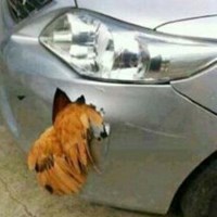 Phi thường - kỳ quặc - Sốc: Gà đâm thủng xe hơi của Nhật