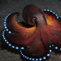 Tin tức trong ngày - Cận cảnh vẻ kỳ ảo của những sinh vật tự phát sáng