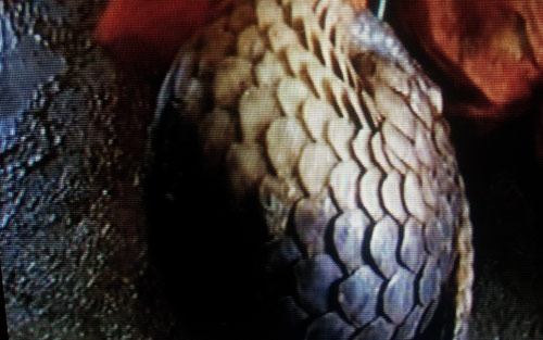 Thu giữ 66 con tê tê chuẩn bị “tuồn” sang TQ - 2