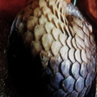 Tin tức trong ngày - Thu giữ 66 con tê tê chuẩn bị “tuồn” sang TQ