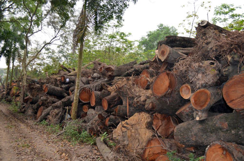Phó Thủ tướng yêu cầu Hà Nội xử nghiêm vụ chặt cây xanh - 1