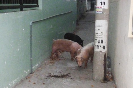 Lò mổ heo lậu dọa nhốt đoàn kiểm tra - 2