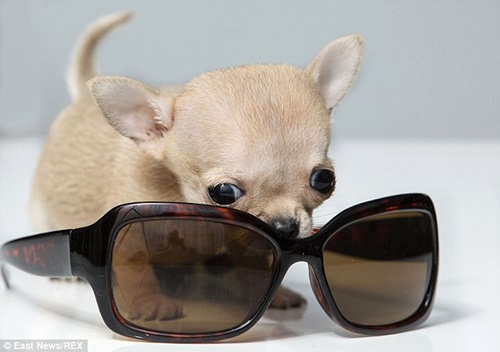 Video: Gặp gỡ chú chó Chihuahua nhỏ nhất thế giới - 1