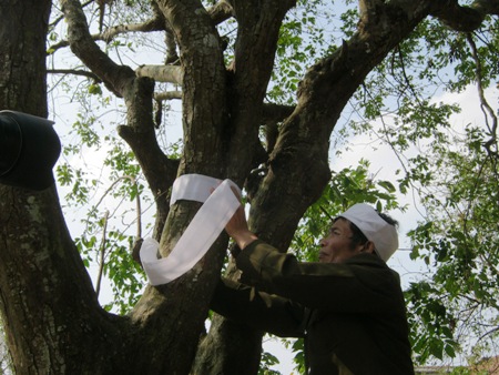 Giải mã tục "chít khăn tang" cho cây ở làng ven đô - 1