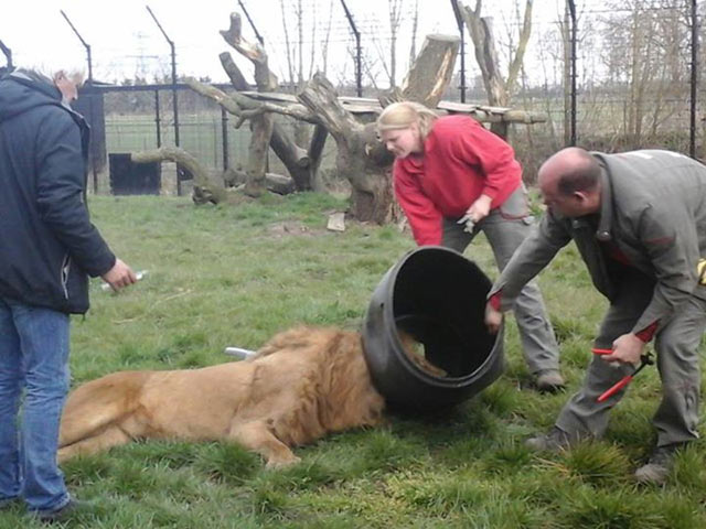 Video: Sư tử tham ăn khốn khổ vì kẹt đầu trong thùng - 1