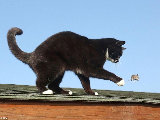 Phì cười với cuộc chiến Tom & Jerry ngoài đời thực - 2