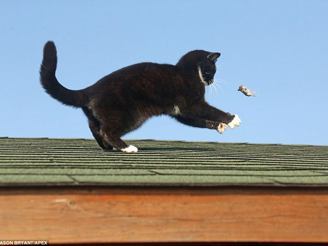 Phì cười với cuộc chiến Tom & Jerry ngoài đời thực - 3