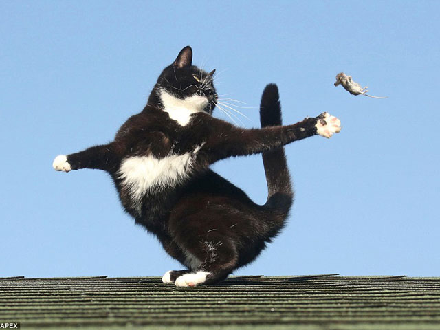 Phì cười với cuộc chiến Tom & Jerry ngoài đời thực - 7