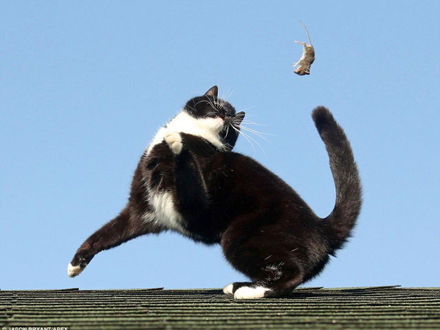 Phì cười với cuộc chiến Tom & Jerry ngoài đời thực - 4