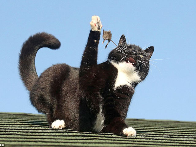 Phì cười với cuộc chiến Tom & Jerry ngoài đời thực - 6