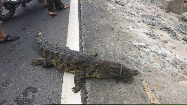 Truy tìm nguồn gốc cá sấu 30kg nằm phơi nắng bên QL 1A - 2