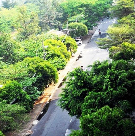 Mưa “vàng” tại TP.HCM - 1