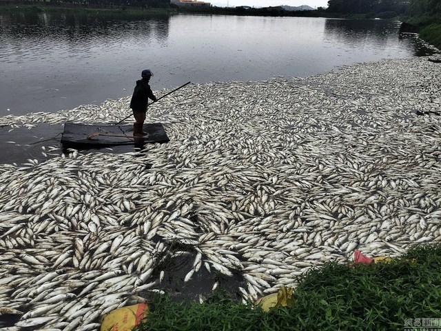 Ảnh: Hơn 100 tấn cá chết trắng hồ ở Trung Quốc - 1