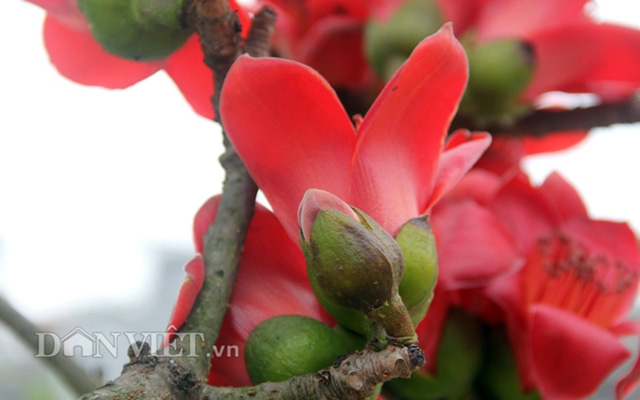 HN: Cây gạo “nhí” nở hoa, dân chơi bonsai mê mẩn - 2