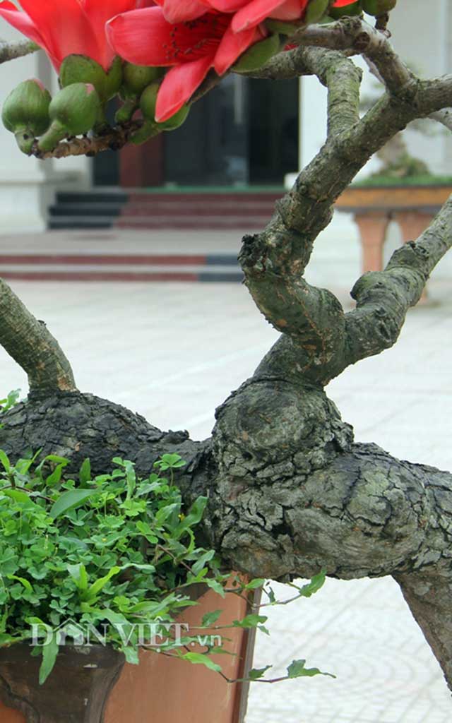 HN: Cây gạo “nhí” nở hoa, dân chơi bonsai mê mẩn - 3