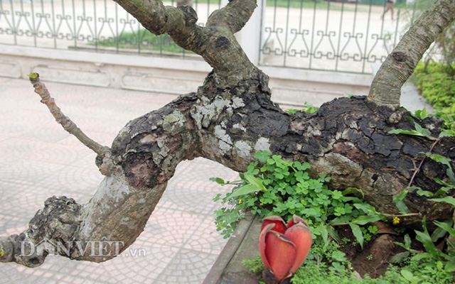 HN: Cây gạo “nhí” nở hoa, dân chơi bonsai mê mẩn - 4