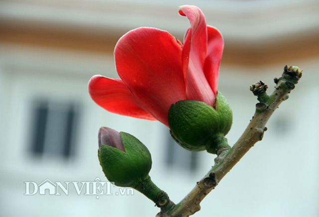 HN: Cây gạo “nhí” nở hoa, dân chơi bonsai mê mẩn - 6