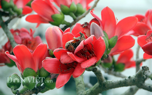 HN: Cây gạo “nhí” nở hoa, dân chơi bonsai mê mẩn - 7