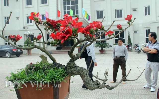 HN: Cây gạo “nhí” nở hoa, dân chơi bonsai mê mẩn - 8