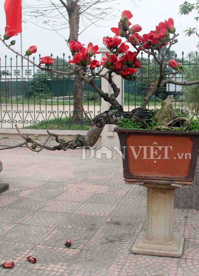 HN: Cây gạo “nhí” nở hoa, dân chơi bonsai mê mẩn - 9