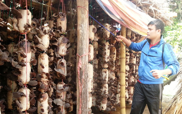 Trồng mộc nhĩ “trúng” hơn buôn gỗ, buôn trâu - 1