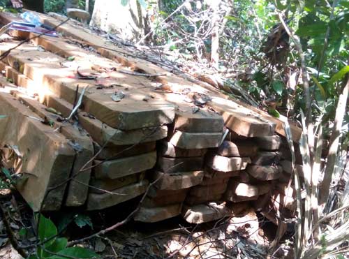 Bắt thêm 2 đối tượng vụ phá rừng “khủng” nhất Đà Nẵng - 1