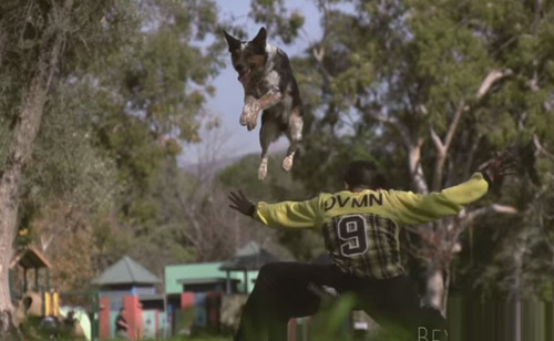 Kỳ thú: Chú chó nhảy parkour điêu luyện như người - 2