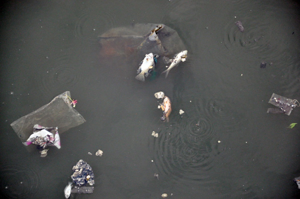 Cá chết trắng nổi dọc 4km kênh giữa Sài Gòn - 1