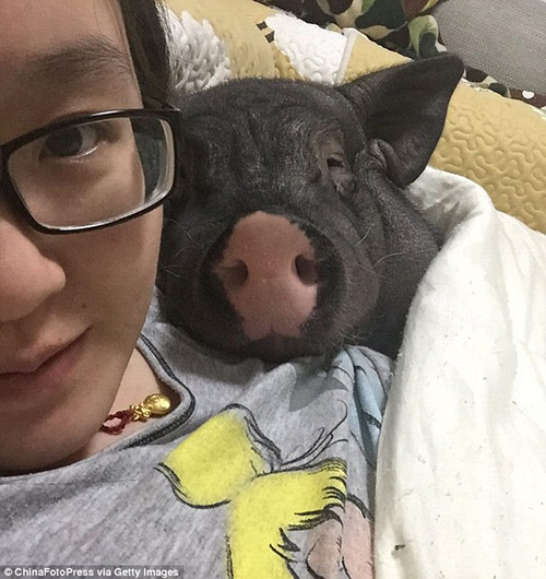 Cô gái bị chồng ghen vì suốt ngày ngủ với lợn - 1