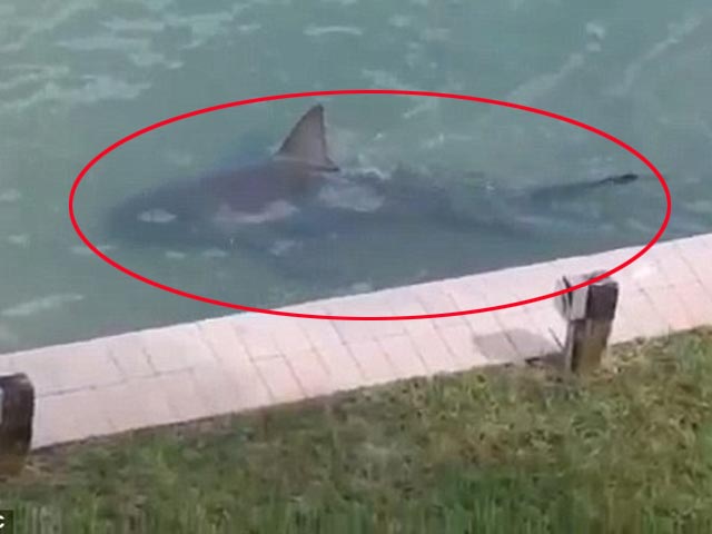 Video: Hoảng hồn phát hiện cá mập tung tăng bơi sau nhà - 1
